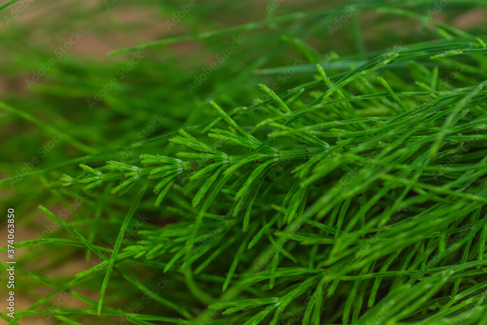 green fresh horsetail herb detail