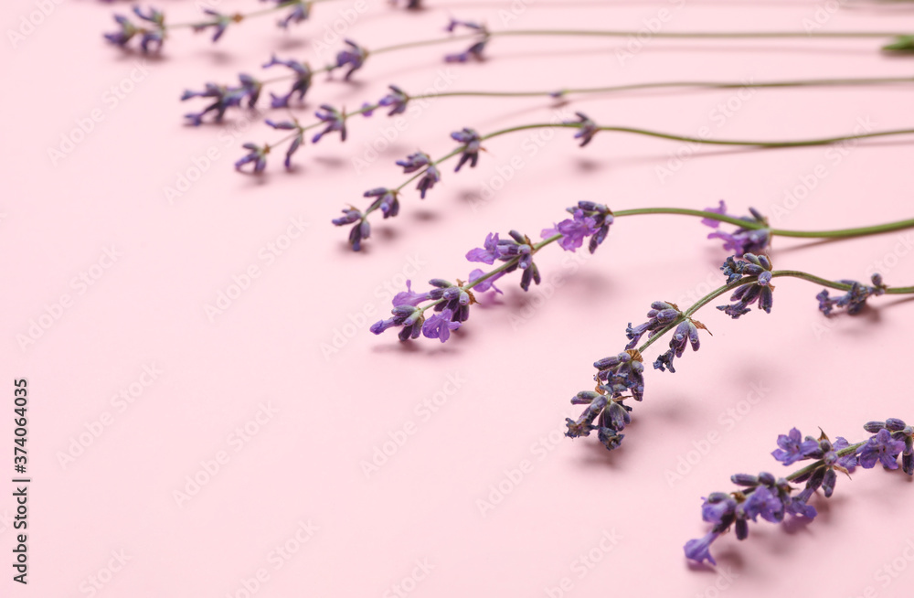 Beautiful lavender flowers on pink background, closeup. Space for text Beautiful lavender flowers on pink background, closeup. Space for text