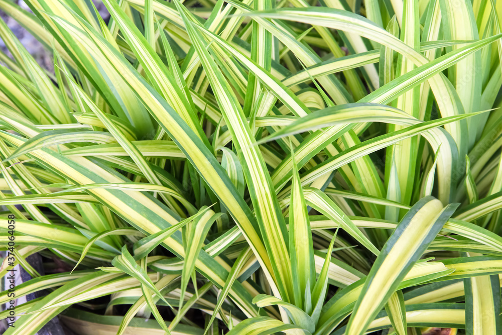 Spider Plant or Chlorophytum comosum plants in garden Spider Plant or Chlorophytum comosum plants in garden