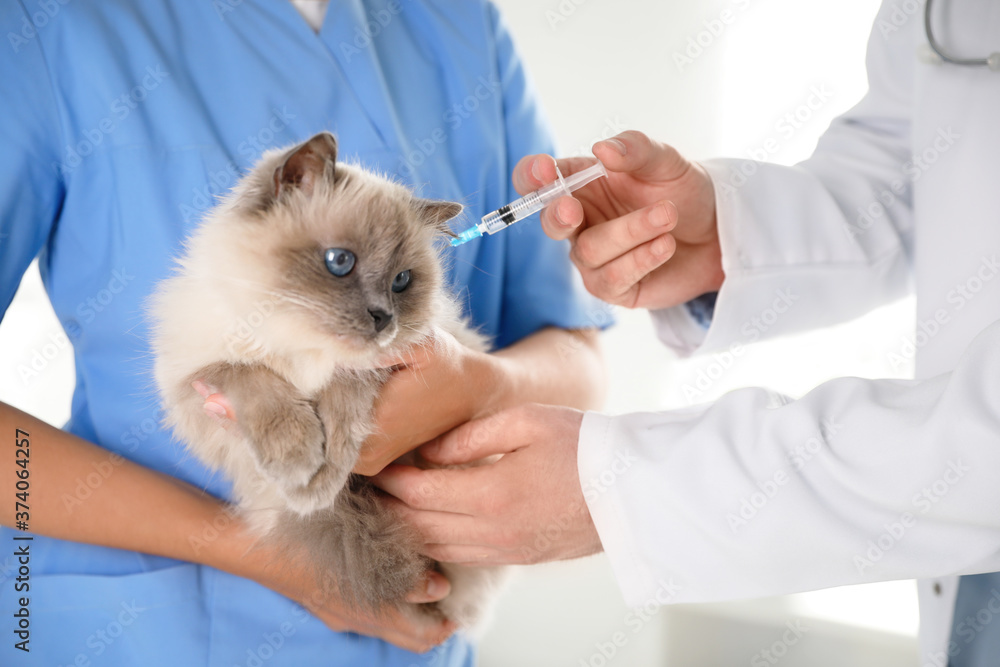 Professional veterinarians vaccinating cat in clinic, closeup Professional veterinarians vaccinating cat in clinic, closeup