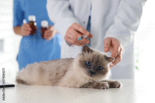 Fototapeta Naklejka Na Ścianę i Meble -  Professional veterinarians vaccinating cat in clinic, closeup