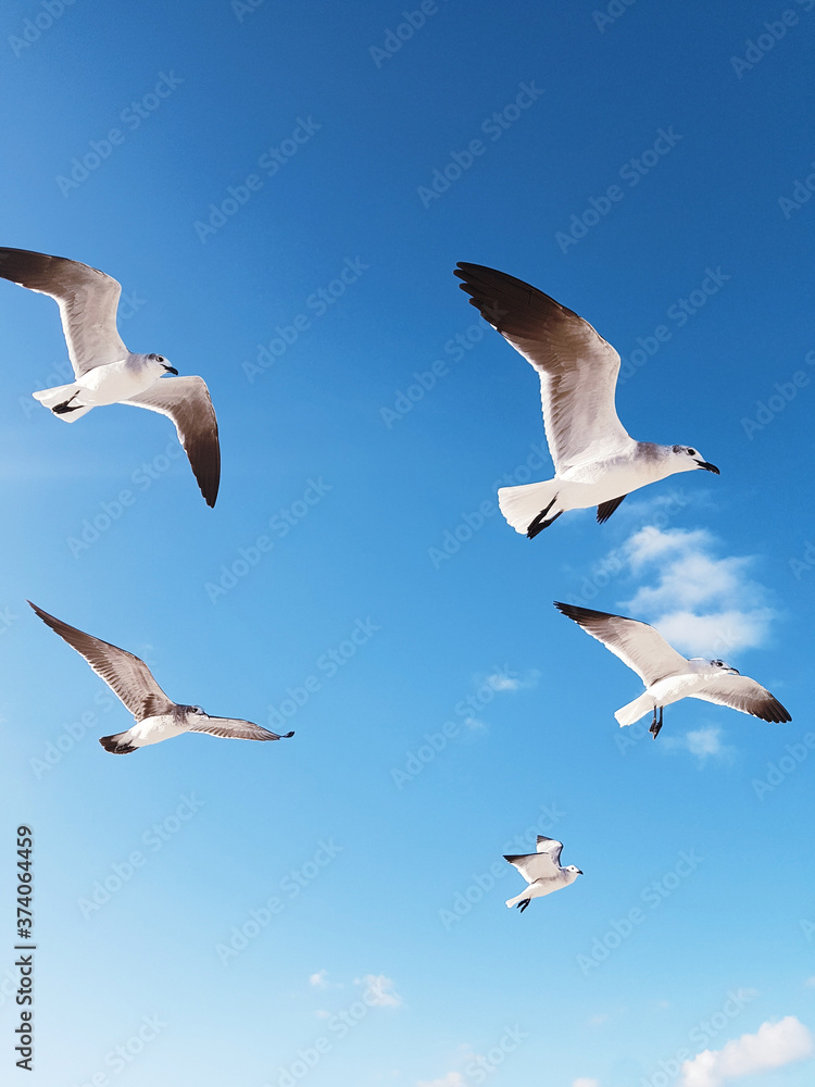 Obraz premium Seagulls flying in blue sky
