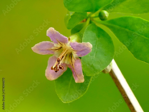 Bild auf Leinwand Goji berry with flower in an herbal garden