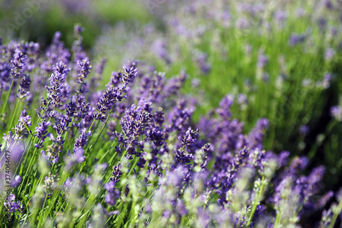 Beautiful blooming lavender field on summer day  closeup