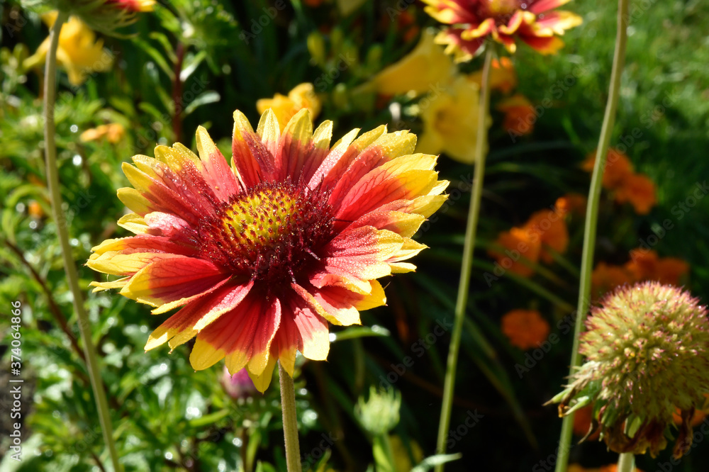 Obraz premium colorful gaillardia growing in the garden