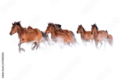 two horses on a white background