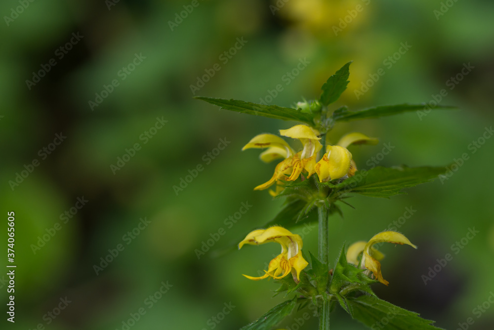 yellow archangel in the forest yellow archangel in the forest