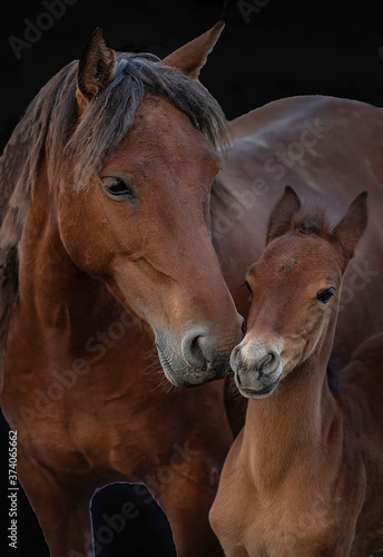 portrait of a horse, mother and girl