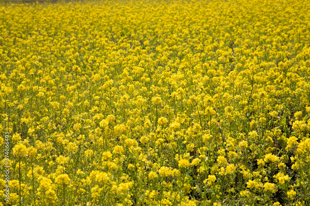 Obraz premium たくさんの菜の花 春 花畑