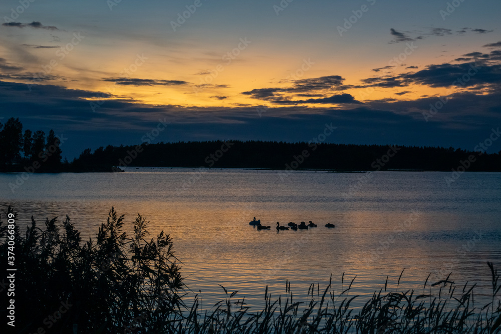 Swans swiming at sea during sunset Swans swiming at sea during sunset