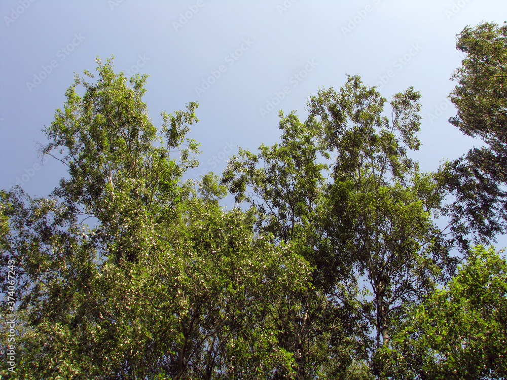 branches against blue sky branches against blue sky