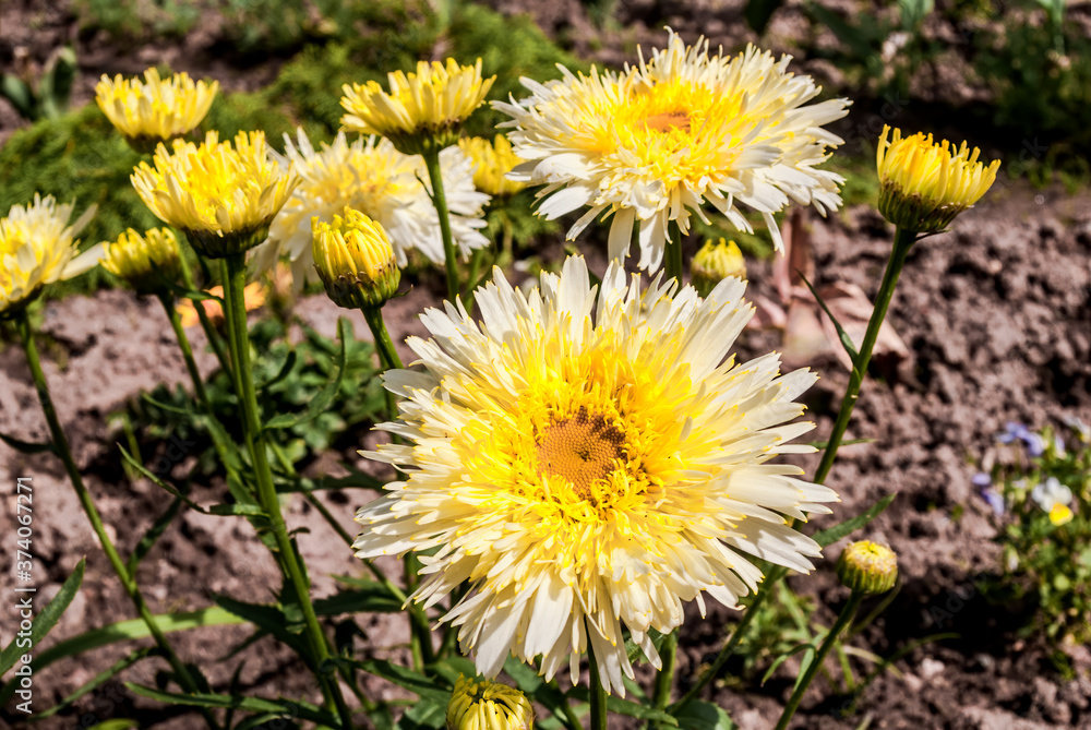Ox-eye Daisy (Leucanthemum vulgare) in garden Ox-eye Daisy (Leucanthemum vulgare) in garden