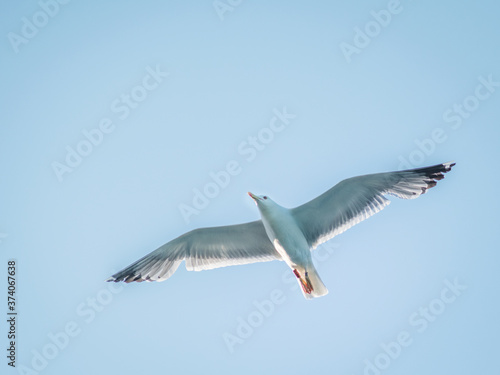 Seagull backlit in flight
