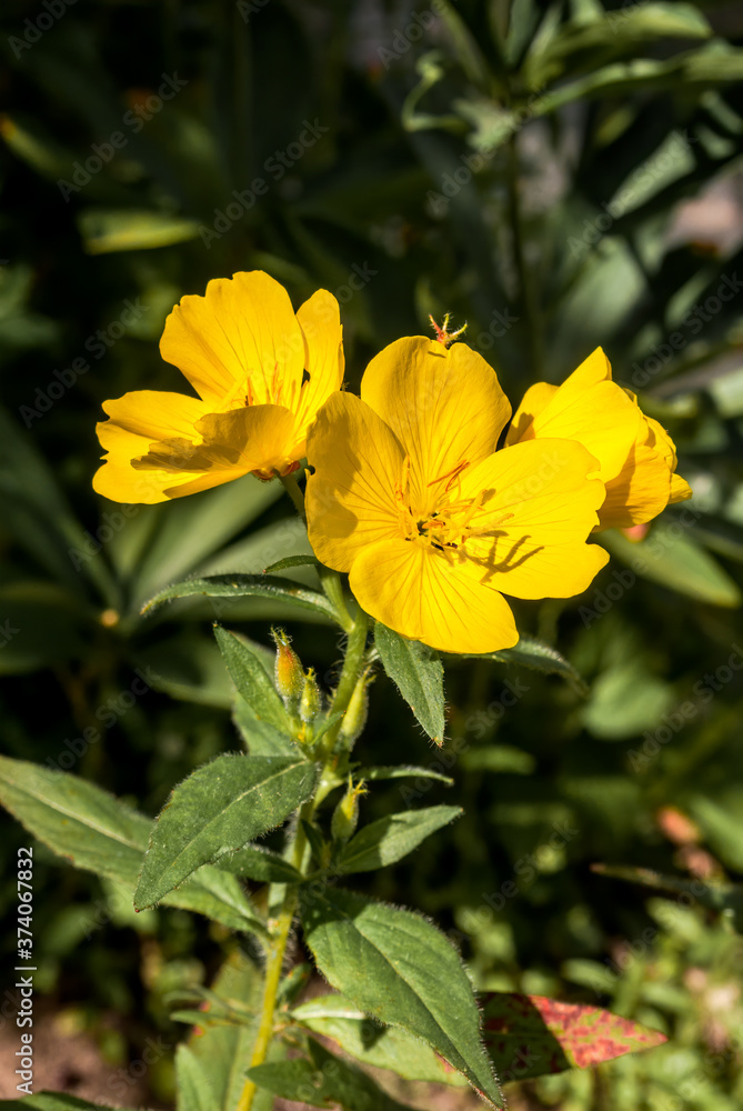 Common Evening Primrose (Oenothera biennis) in garden Common Evening Primrose (Oenothera biennis) in garden