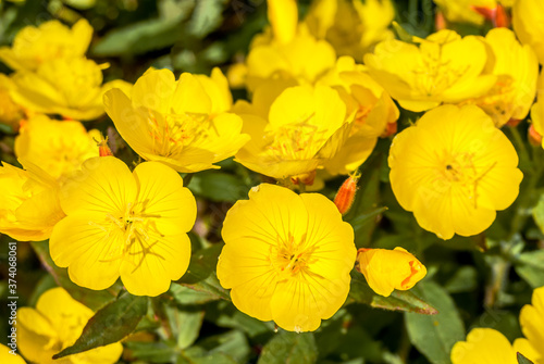 Common Evening Primrose (Oenothera biennis) in garden