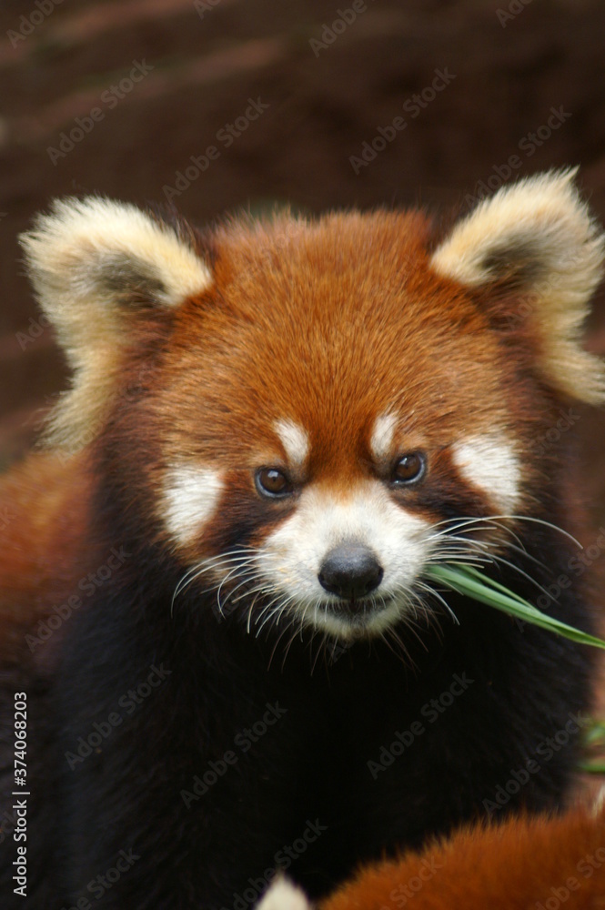 Roter Panda Portrait Kleiner Panda Roter Panda Portrait Kleiner Panda
