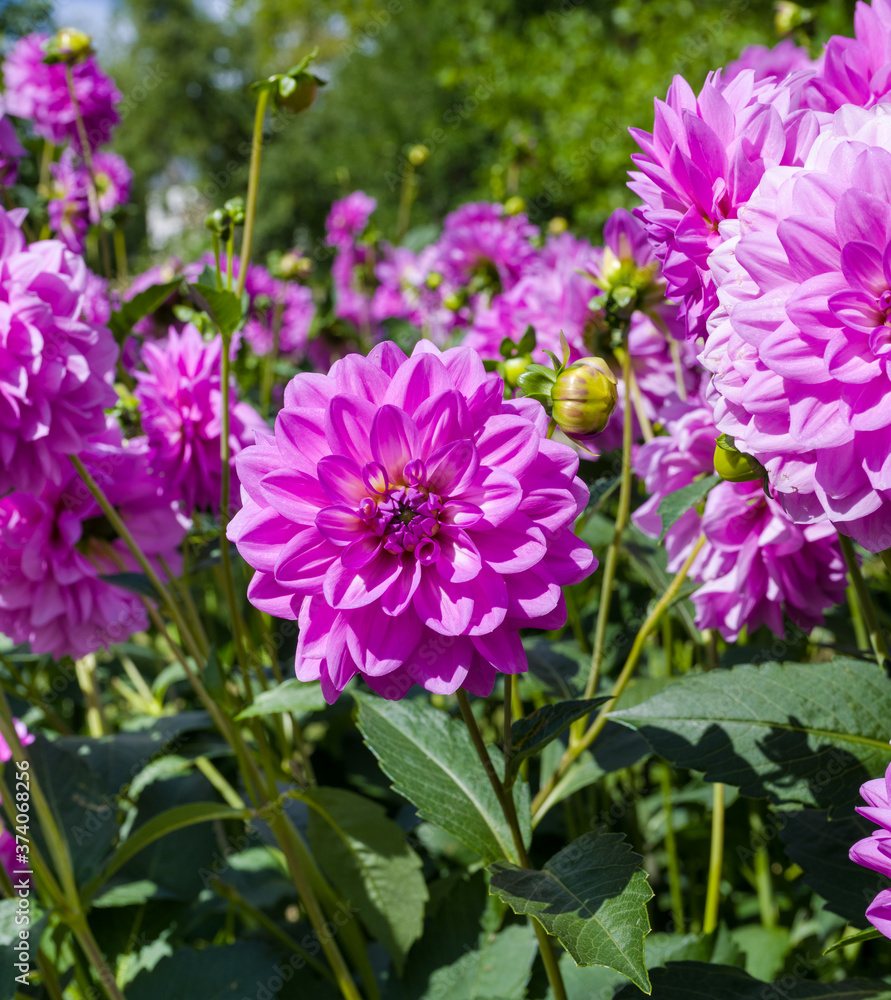 Obraz premium The dahlia (name, Hapet Lagoon) in the dahlia garden Baden Baden near the lichtentaler alley. Baden-Baden, Baden Württemberg, Germany