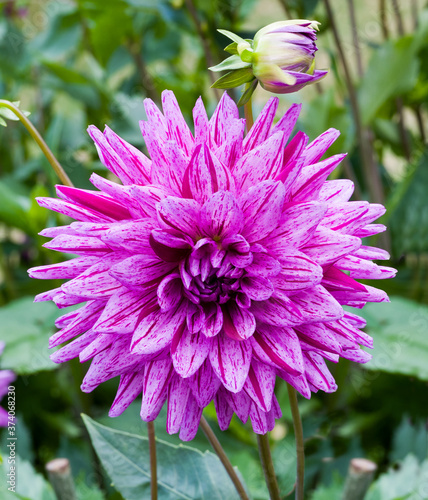 The dahlia (name, Egapark Erfurt) in the dahlia garden Baden Baden near the lichtentaler alley. Baden Baden, Baden Württemberg, Germany photo