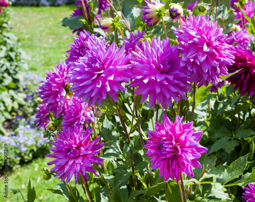 The dahlia (name, Egapark Erfurt) in the dahlia garden Baden Baden near the lichtentaler alley. Baden Baden, Baden Württemberg, Germany photo