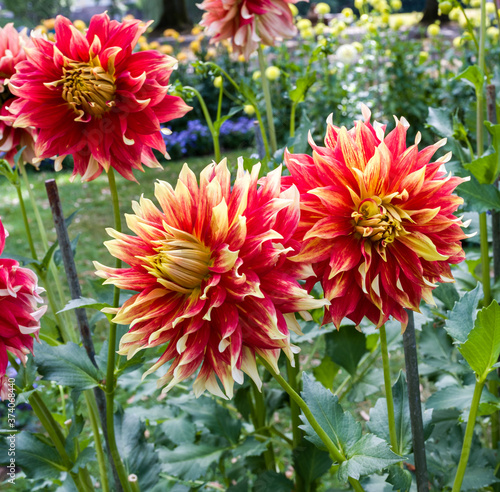 The dahlia (name, Bodacious) in the dahlia garden Baden Baden near the lichtentaler alley. Baden Baden, Baden Württemberg, Germany