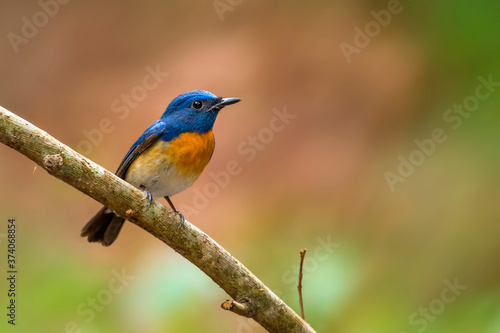 A beautiful Indian bird perched  © Sandeep