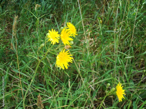 Yellow flowers in green grass natural background