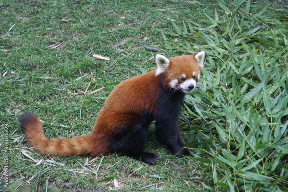 Naklejka premium Roter Panda Portrait Kleiner Panda