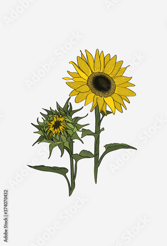 Sunflower turns to the sun.  Two sunflowers set. Closed sunflowers blossom.