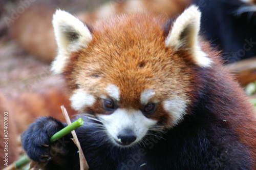  Roter Panda Portrait Kleiner Panda