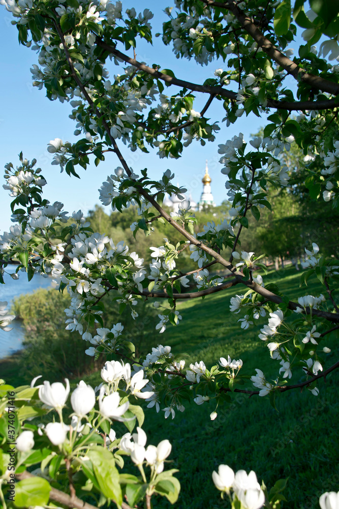 Branches of blooming apple trees on the background of the Vologda River and St. Sophia Cathedral. Vologda, Russia