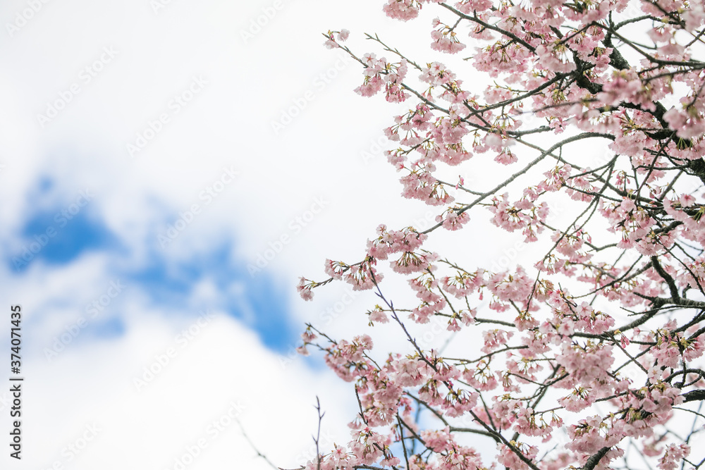 満開の桜 春 満開の桜 春