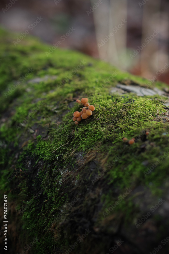 Small mushrooms on a mossy log. Autumn forest, mycology. Small mushrooms on a mossy log. Autumn forest, mycology.