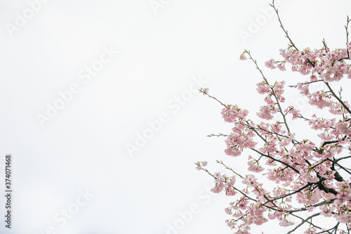 満開の桜　春 © mokemoke