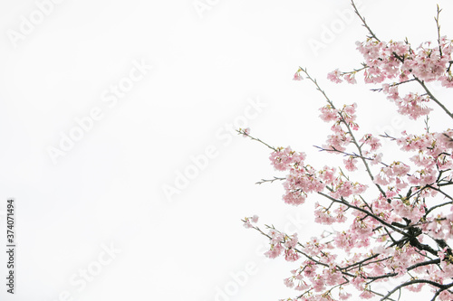 満開の桜　春 © mokemoke