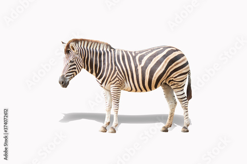 zebra isolate on white background clipping path