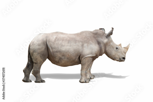 rhino isolate on white background clippingpath