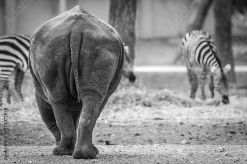 Rhino and zebras in the safari- Black and white