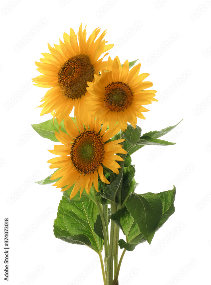Obraz premium Beautiful bright blooming sunflowers on white background