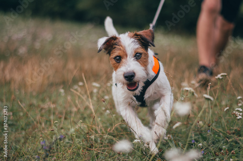 Cute Portrait of Parson Russell Terrier in Orange Pulling Harness photo