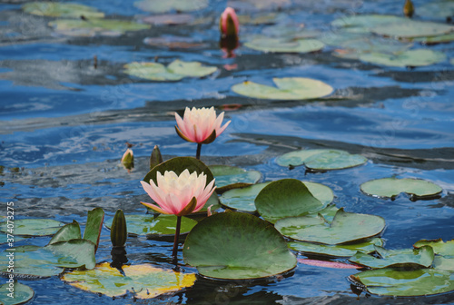 Beautiful flowers of water lilies in the water.