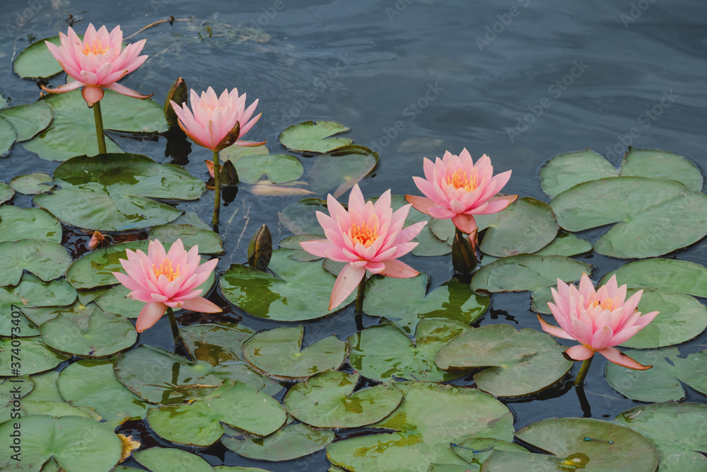 Beautiful flowers of water lilies in the water. Beautiful flowers of water lilies in the water.