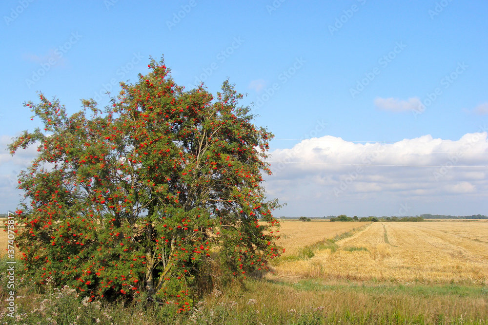 Rowan tree