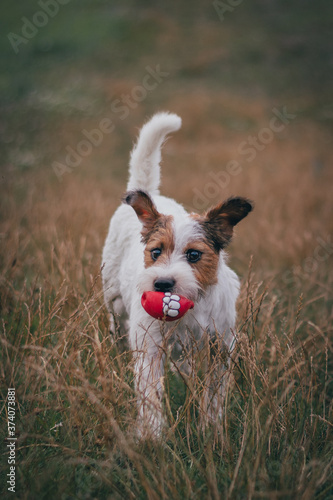 Cute Parson Russell Terrier with a Toy