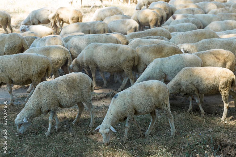 Sheep and goats graze on green grass in spring