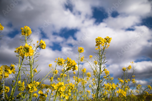 青空を背景に菜の花が咲く 春 © mokemoke