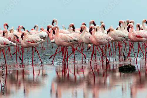 Wild african birds. Group birds of pink african flamingos walking around the lagoon