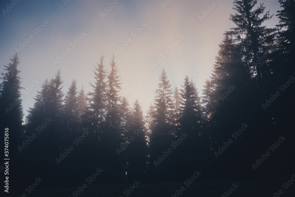 Fog in the mountains. Ukrainian Carpathian Mountains. Pine forest at sunset.