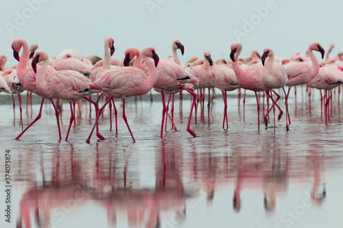 Wild african birds. Group birds of pink african flamingos walking around the lagoon