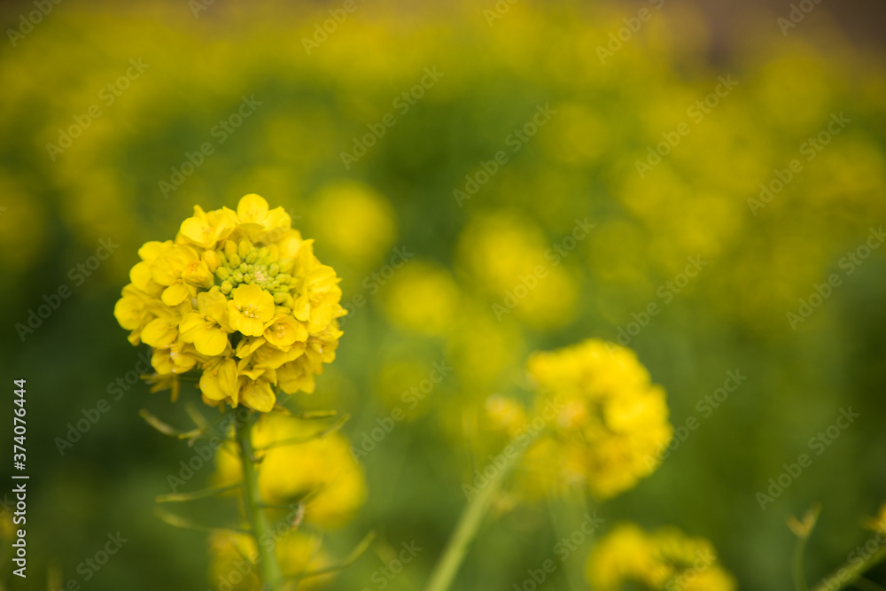 菜の花　春　マクロ撮影