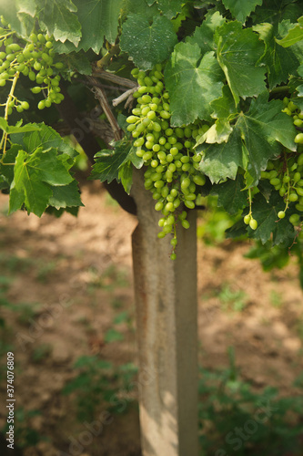 Unripe, immature grapes. In the vine branch, between the vineyard.